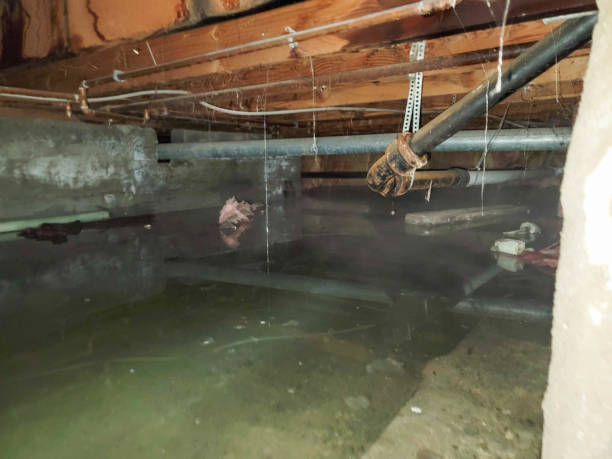 Best 24-hour water damage restoration  in Lutz, FL