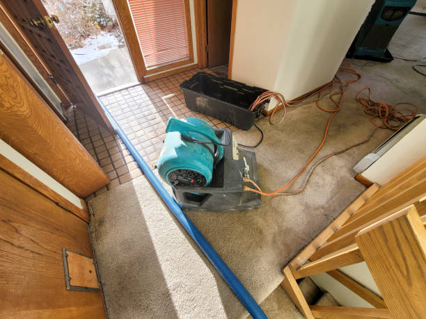Best Water damage cleanup near me  in Lutz, FL