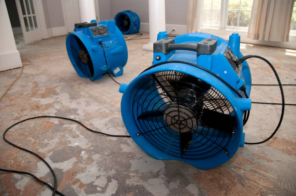 Best Mold removal after water damage  in Lutz, FL