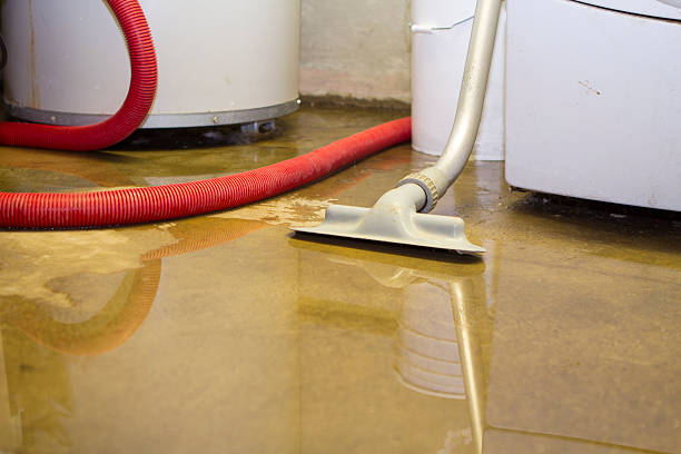 Best Basement water damage restoration  in Lutz, FL