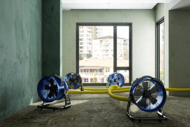 Best Water damage contractors near me  in Lutz, FL
